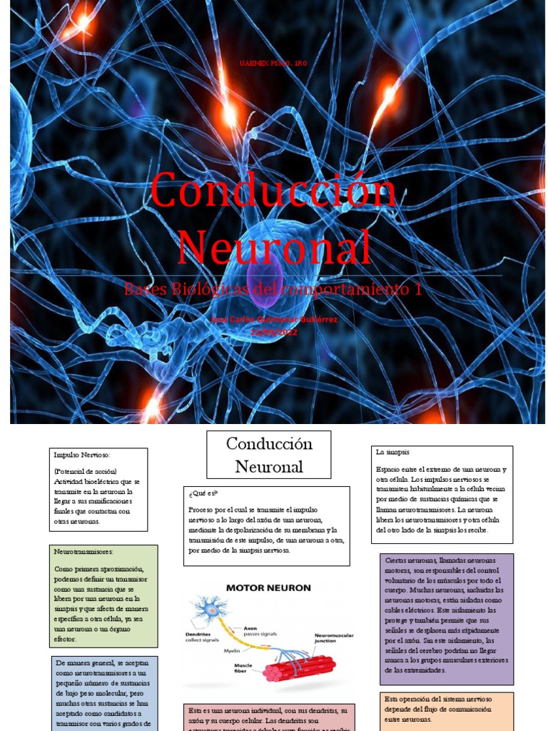 Conducción Neuronal y Sinapsis | PDF | Neurona | Sinapsis