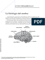 El Cerebro en Desarrollo