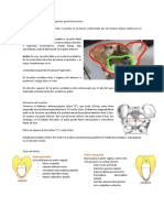 Clase 1-Anatomia Del Aparato Genital