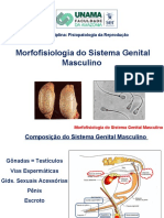 MORFO Ssistema Reprodutor MACHO