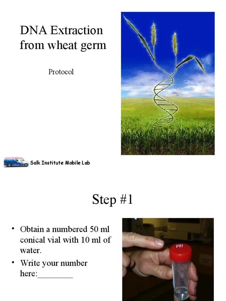 DNA Extraction Protocol | PDF