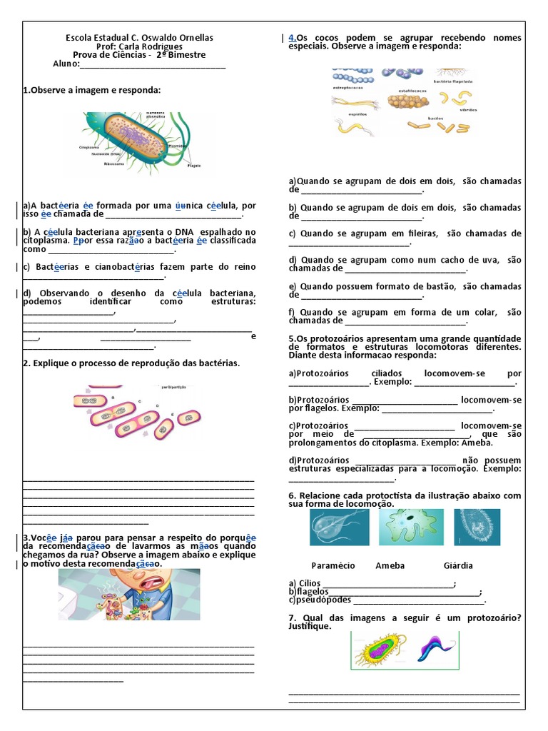 Prova 7 Ano D Bactérias Protozoarios | PDF | Protozoários | Bactérias