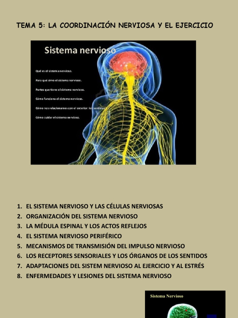 Tema 5 | PDF | Sistema nervioso | Cerebro