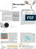 Neurofisiología (Andrea)