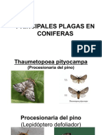 Plagas Coniferas