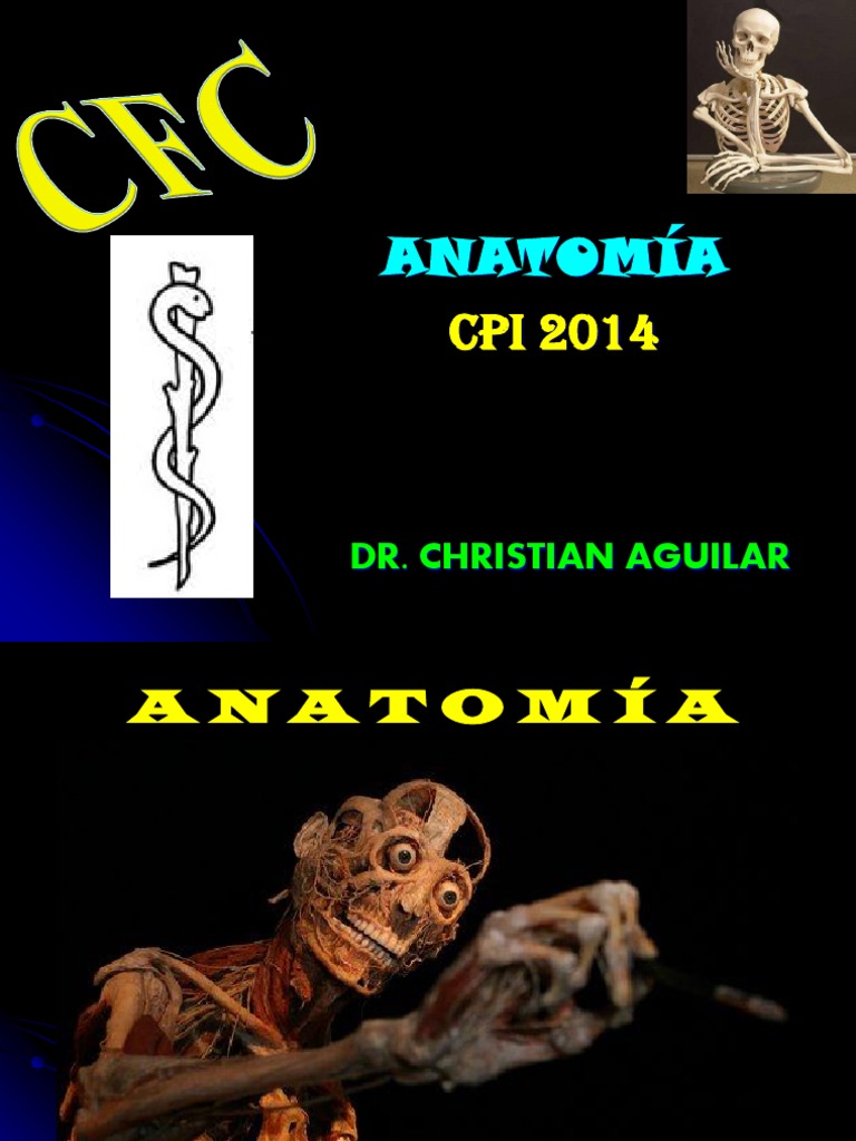 2 Cfc Venas Del Abdomen Pdf Abdomen Hígado