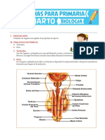 Sistema Reproductor Masculino: I. Definición Ii. Órganos Externos 1. Testículos 2. Pene