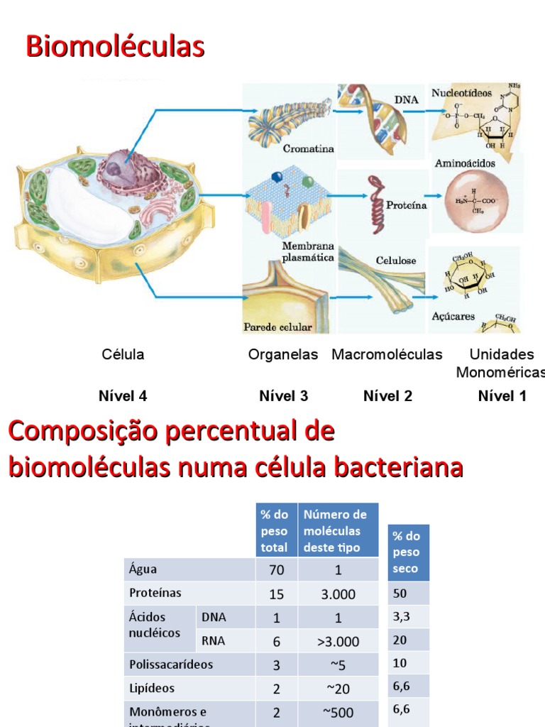 BIOMOLÉCULAS | PDF | Ácidos nucleicos | RNA