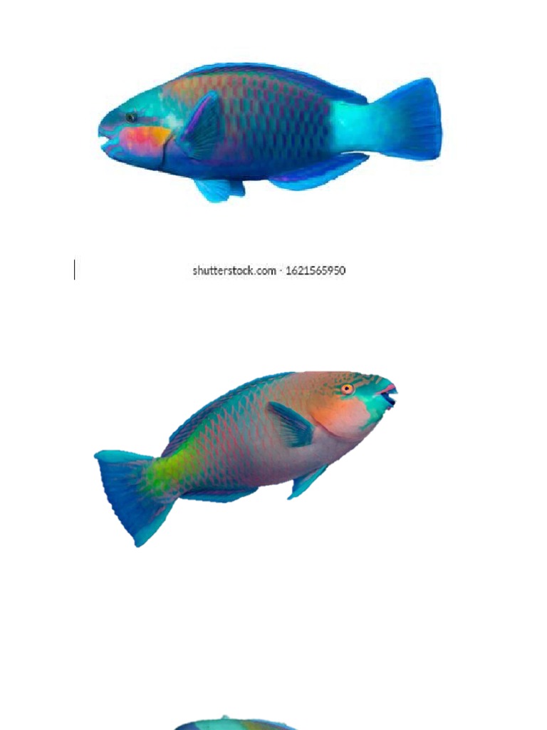 Ikan Bayan | PDF