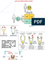 TD4 Pathologies de La Différenciation Sexuelle