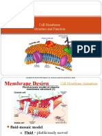 Cell Membrane Structure