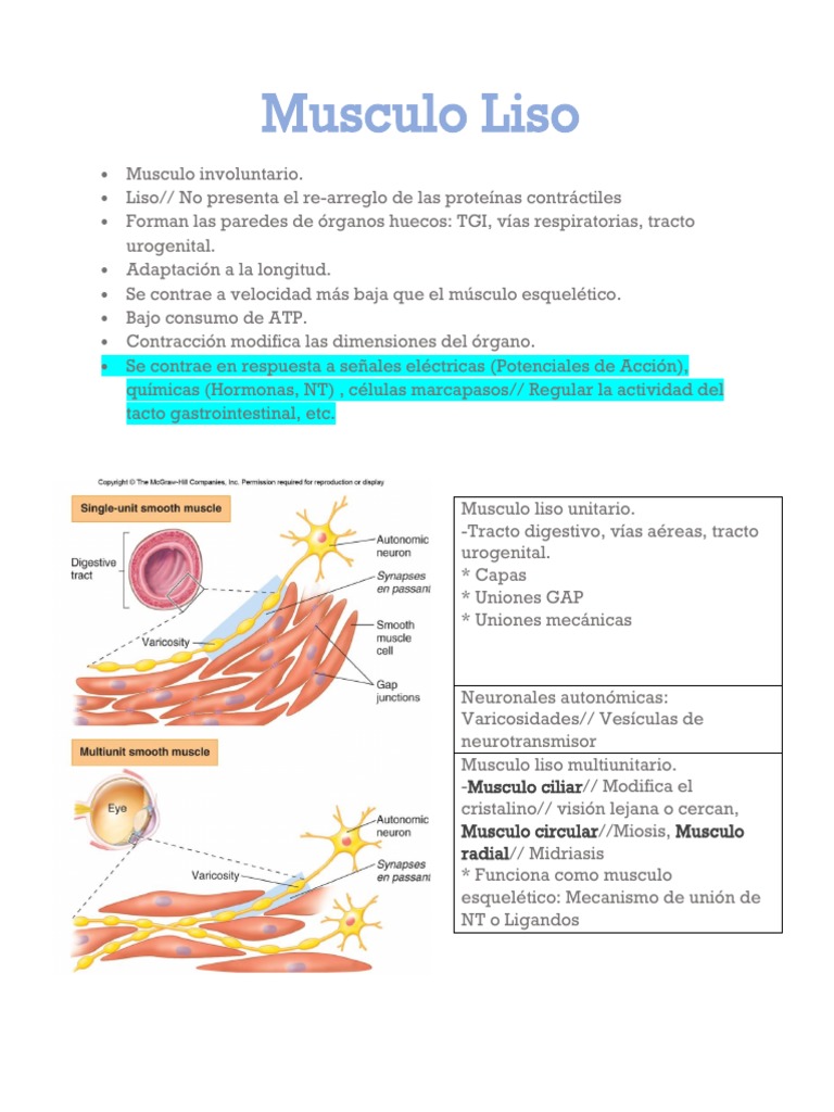 Resumen_ Musculo liso | PDF | Músculo | Contracción muscular