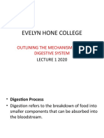Evelyn Hone College Lecture 1 2020 Digestion
