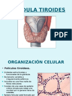 Glándula tiroides: organización celular y funciones principales