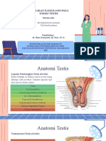 Gambaran Radiologi Torsio Testis