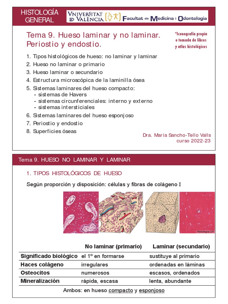 T09 Hueso Laminar y No Laminar PDF Hueso Órgano (anatomía)