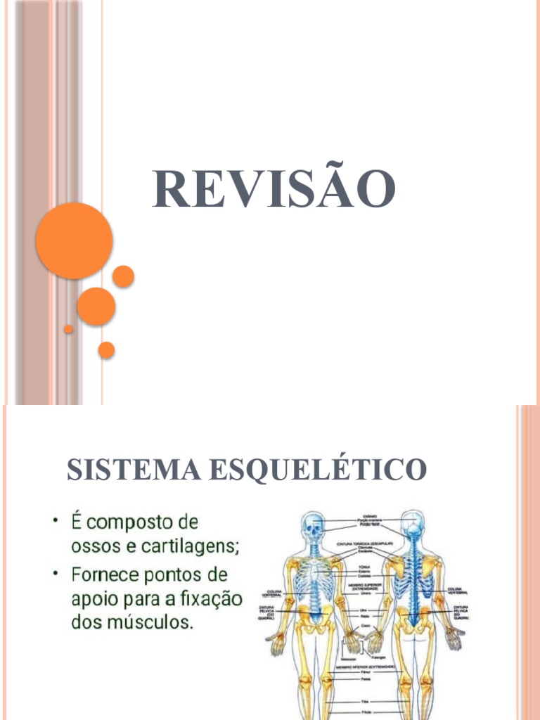 Revisão Anatomia Pdf Osso Coluna Vertebral
