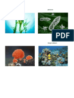 Algas Protozoos