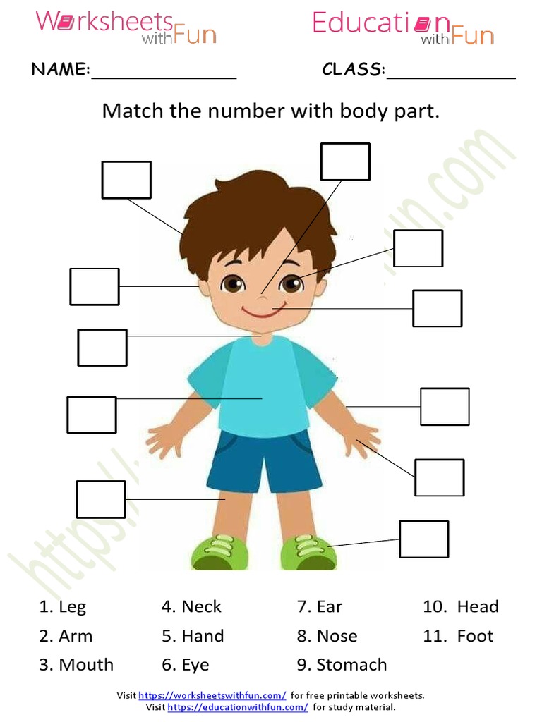 Matching Body Parts Worksheet 2 PDF