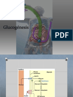 Glucogénesis, Glucogenólisis y Gluconeogénesis BQ 23-1