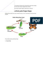 Metamorfosis Kupu - Kupu