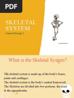 Understanding the Human Skeletal System | PDF | Bone | Skeleton