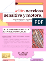 1.5.4 - Activación Nerviosa Sensitiva y Motora.