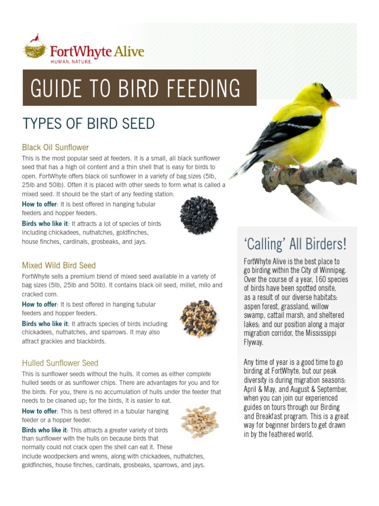Bird Feeding Guide PDF Birds Ornithology