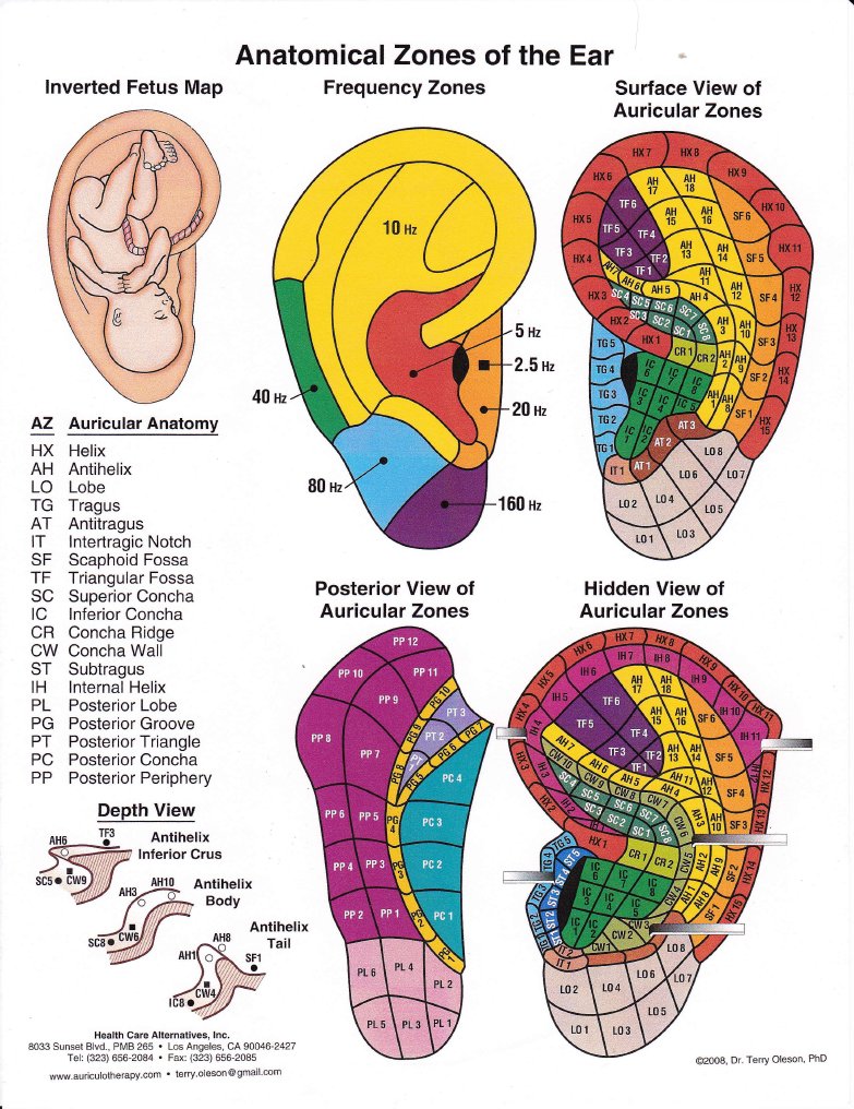 Anatomical Zones of the Ear | PDF | Audiology | Otology