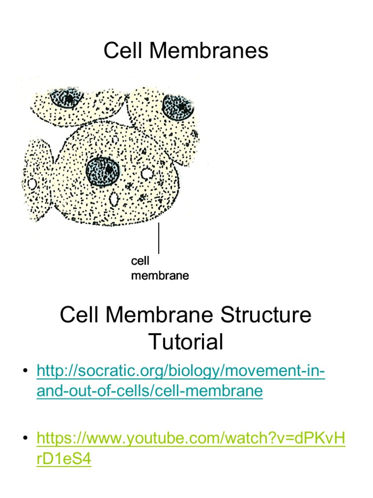 1.3 Membranes Structure | PDF | Cell Membrane | Phospholipid
