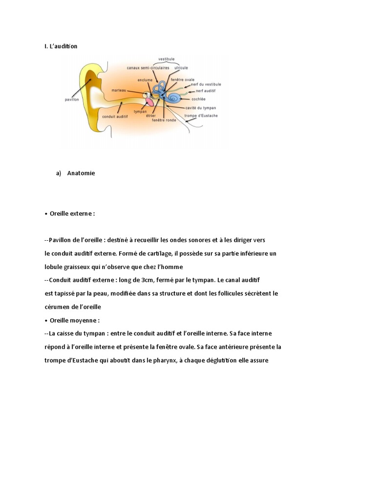 Anatomie et physiologie des sens humains | PDF | Oreille | Sens ...