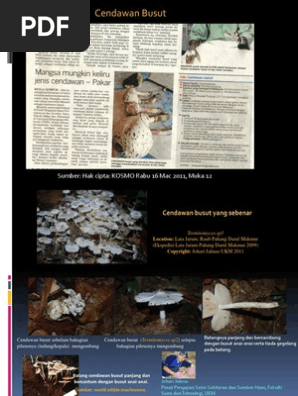 Cendawan Busut Pdf