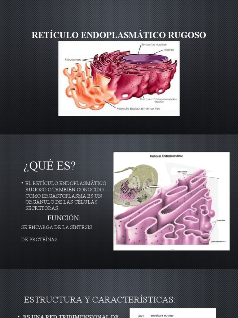 Retículo Endoplasmático Rugoso En Pdf Yla Co – WWTCMR