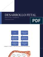 Desarrollo Fetal