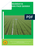 Padi Sawah