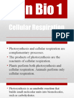 Cellular Respiration: Photosynthesis and the Processes of Aerobic and Anaerobic Respiration