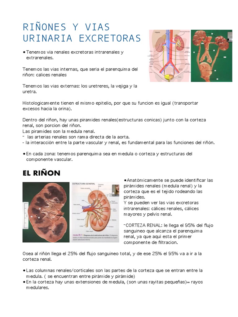 Estructura y función del riñón | PDF