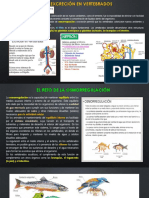 T - 3 - Excreción en Vertebrados - 4S