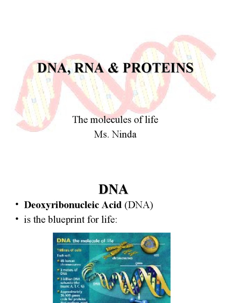 DNA, RNA, Protein Synthesis PDF Translation (Biology) Ribosome