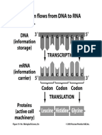 Central Dogma