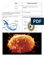 Célula Masculina y Femenina
