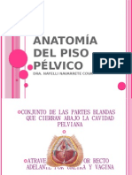 Anatomía Del Piso Pélvico