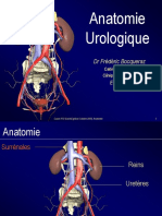 Anatomie Urologique