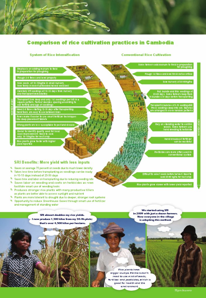 SRI vs Conventional Rice Practices | PDF