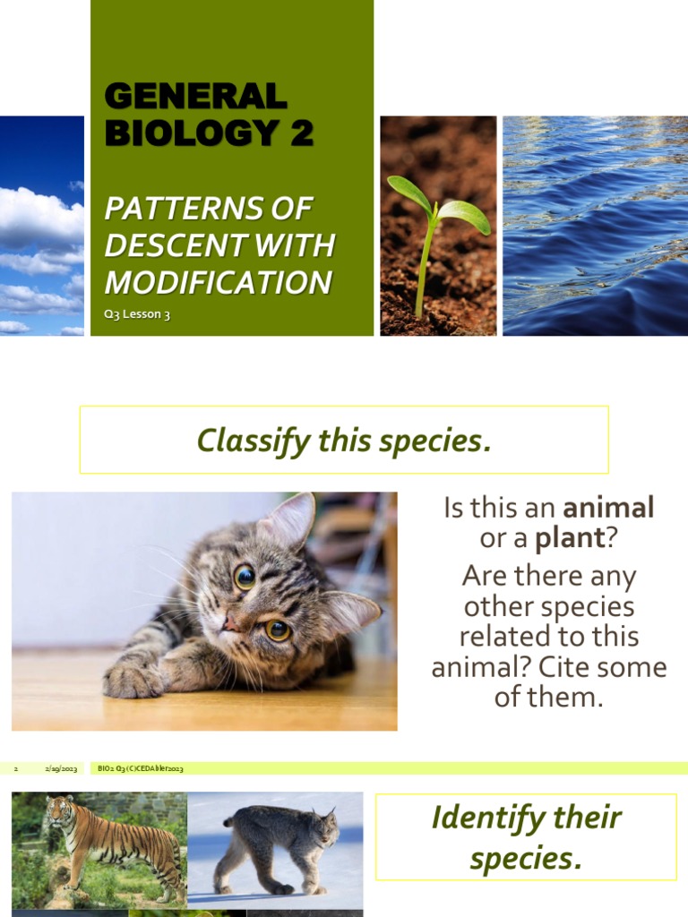 Bio2 - 3.03 Patterns of Descent With Modification | PDF | Species ...