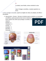 Anatomia - Esqueleto Axial