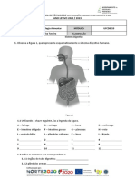 Ficha Sobre A Constituição Do Sistema Digestivo