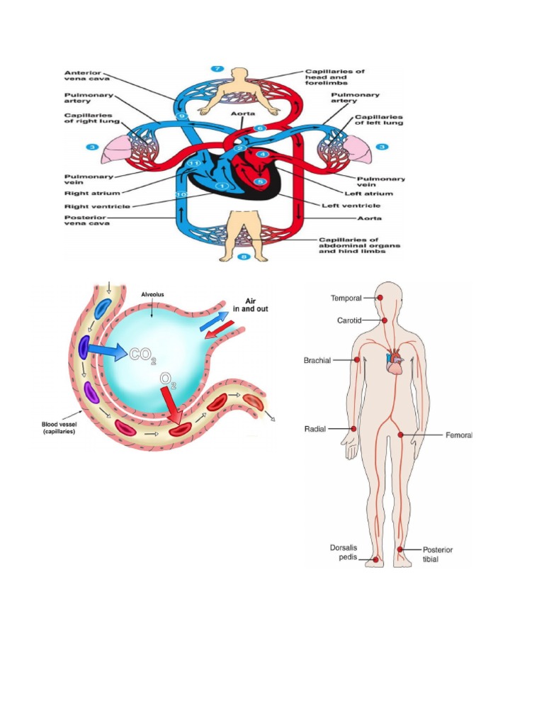 Science System | PDF