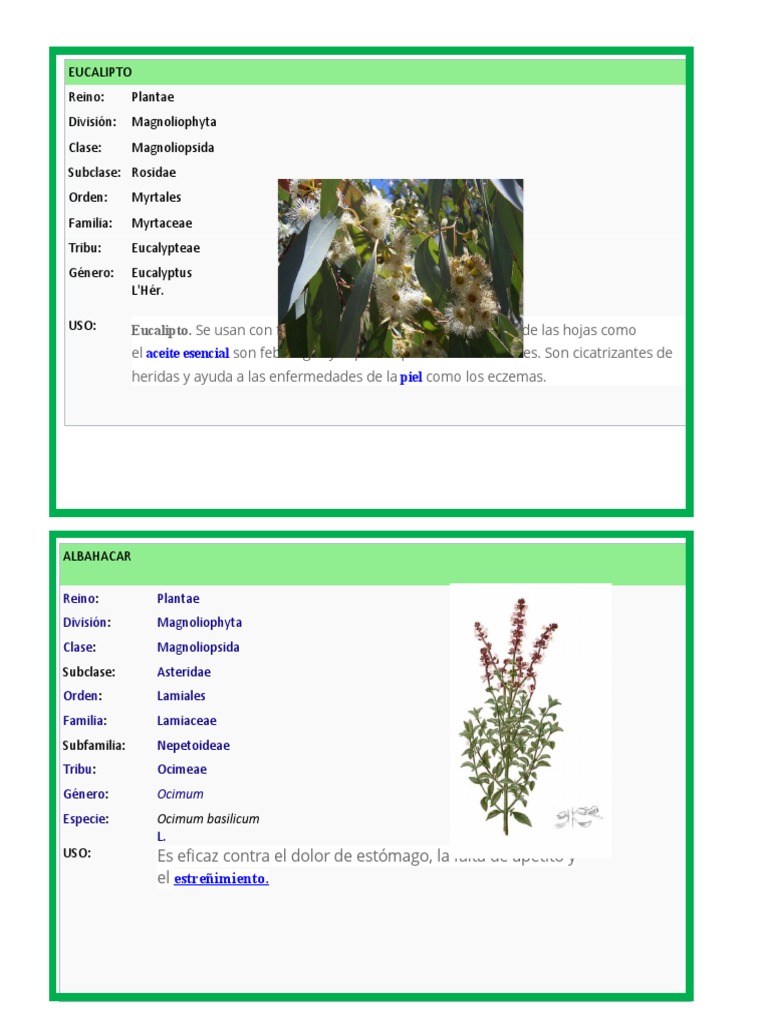 Plantas Medicinales PDF Plantas Botánica
