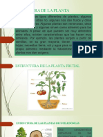 Anatomía de La Planta Activ. 1